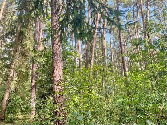 Waldgrundstück in Allersberg-Birkach