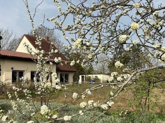 Groß, grün und Platz für Ihre Ideen!