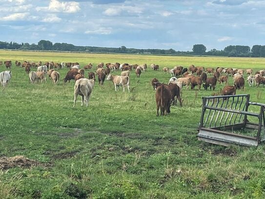 Ein zertifizierter ökologischer Landwirtschaftsbetrieb im Havelland