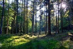 Kleines Waldgrundstück in Vechta