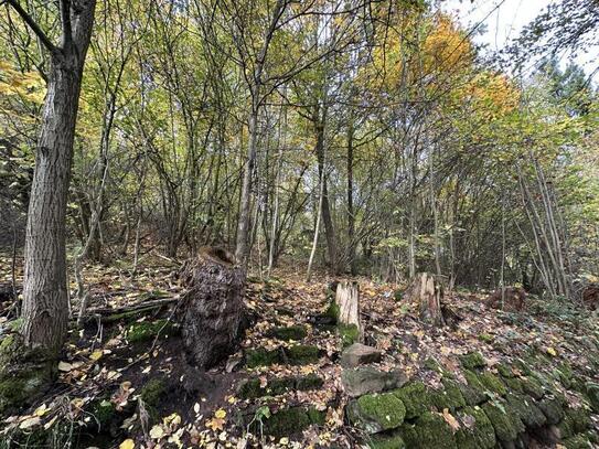 Kronach - zwei zusammen liegende Grundstücke (Waldflächen)