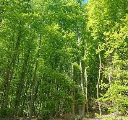 Waldgrundstück