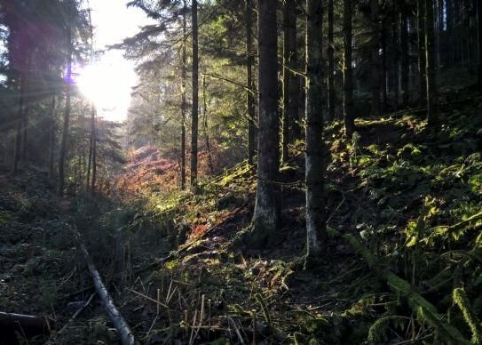 der Wald ruft - bushcrafting-Flächen 17km v. Köln-Ost: