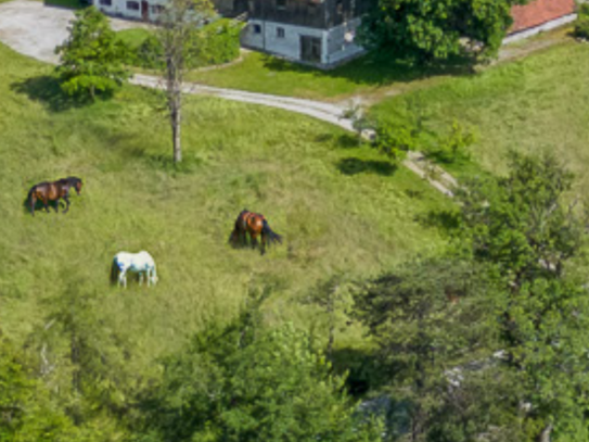 Reitanlage/Reiterhof mit Top Reithalle und div. Nebengebäuden