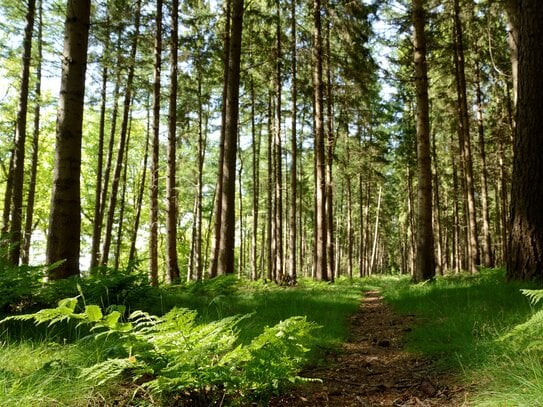 Waldfläche in Groß Stavern zu verkaufen