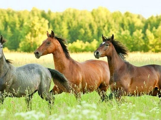 Alleinlage: Großes landwirtschaftliches Anwesen im Westerwald mit ca. 30 ha arrondiertem Land!