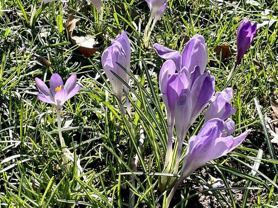 Der Frühling kommt... Unweit der Elbe entfernt wartet Ihre helle, familienfreundliche 4-Raumwohnung auf Sie