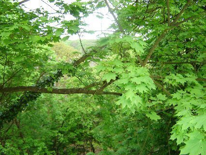 Stadtgrenze Berlin, nahe Wald und Wasser - Kapitalanlage