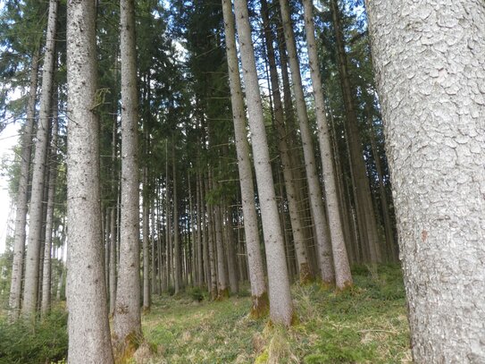 Wald- und Forstflächen zwischen Aitrach und Aichstetten