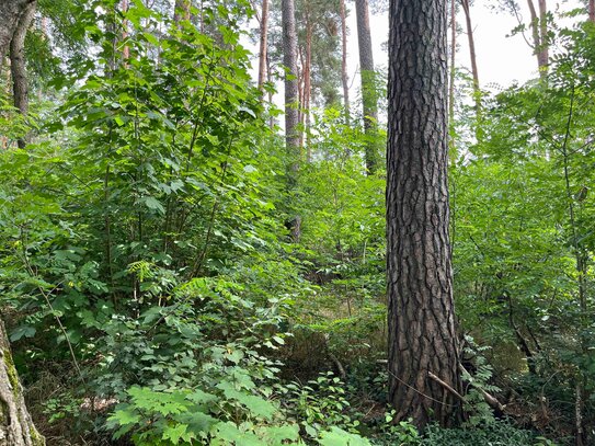 Provisionsfrei für den Käufer … wassernahes, grünes Fleckchen, ...MIT P0SITIVER BAUVORANFRAGE!