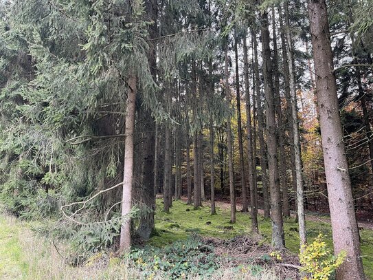 Schöne Waldgrundstücke in Kallmünz