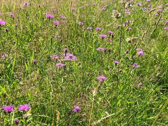 Landwirtschaftliche Grundstücke