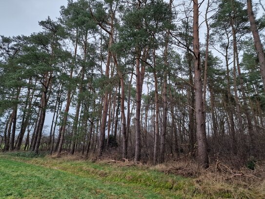 Waldgrundstück am Ortsrand von Vierhöfen.