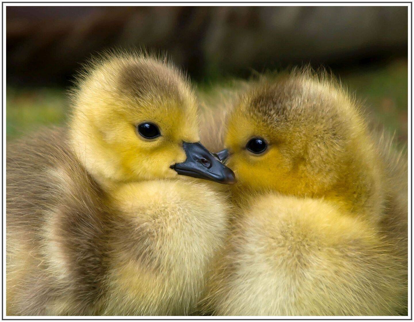 Hier stimmt nicht nur die Nachbarschaft :)) - Photo 1