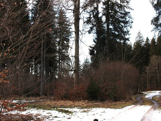 Waldgrundstück für Landwirt, Hobbyholzer oder Naturliebhaber!