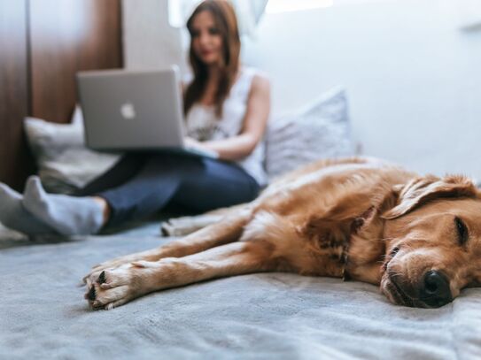 Leben und arbeiten unter einem Dach - Traumhäuser von Bien-Zenker