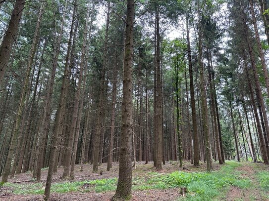 DIPLOM-Immowirt MAIER !! schönes WALD-Grundstück tolle Zufahrt !!