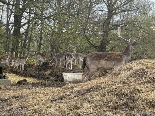 Wildgehege mit Halle in der Nähe von Urspringen