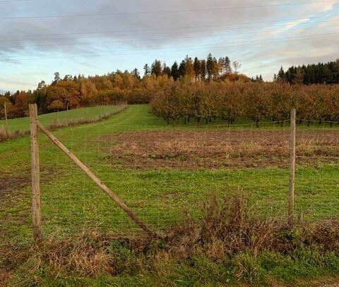 Bodenseenahes Baugrundstück, landwirtschaftliche Flächen