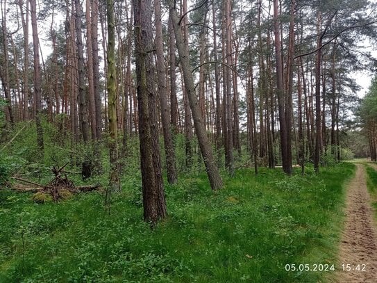 Waldfläche zu verkaufen