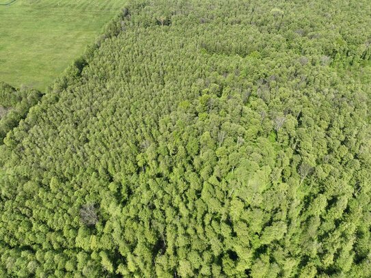 1,5 ha Spreewald bei Lübben - Biosphärenreservat