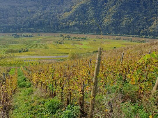 Riesling-Weinberg (Lage: Römerquelle) direkt unterhalb des Krankenhauses in Zell-Kaimt provisionsfrei zu verkaufen