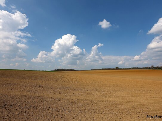 Verkaufe 5,3 ha Ackerland südlich von Wolfshagen