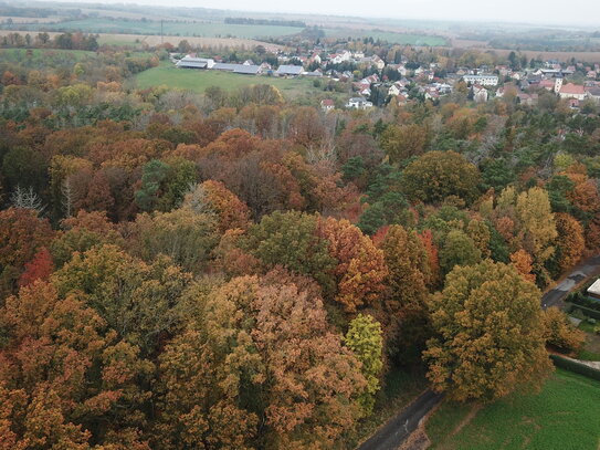 Attraktiver Laubmischwald in Sachsen-Anhalt Raum Zeitz 5,5 ha