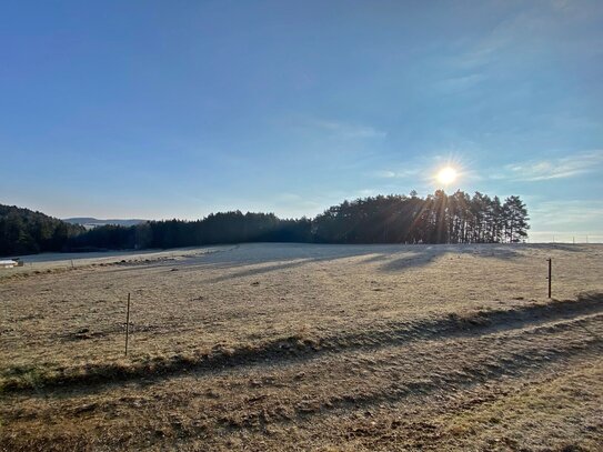 WALDGRUNDSTÜCK NEUHAUS AN DER PEGNITZ NAHE FINSTERTAL UND DER EINÖDE REHBERG