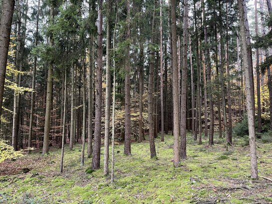 Mischwaldfläche, langjähriger Baumbestand im schönen Schwarzenthonhausen