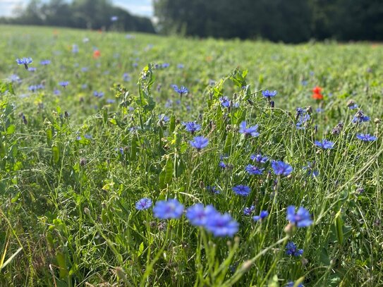 1,5 ha Grünland in Burow, Mecklenburgische Seenplatte!