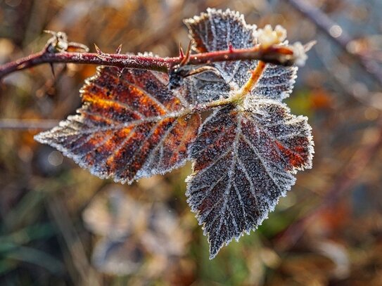 Frostig draußen, wohlig warm drinnen - Ihre klimaneutrale Doppelhaushälfte wartet