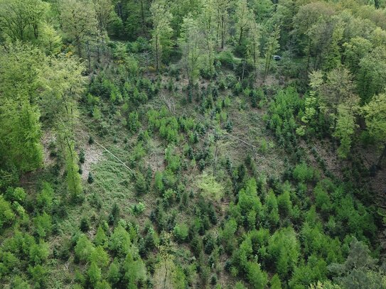 Forstfläche im Rhein-Sieg-Kreis Raum Windeck 1,6 ha