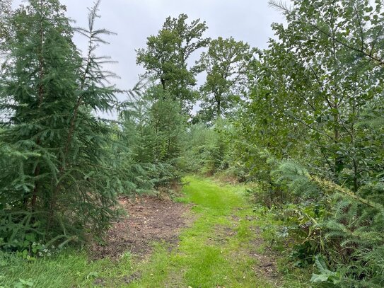 Waldfläche zu verkaufen