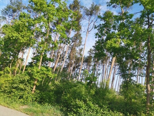 17.302 m² Wald mit Kiefern im Havelland unweit der Havel