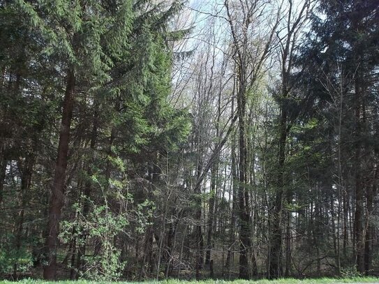 Sehr schönes Waldgrundstück mit Altbestand in Heretsried