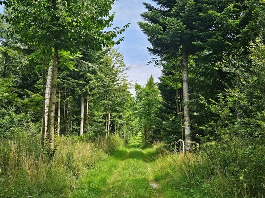 Wertholz-Forstbetrieb mit geasteten Waldbeständen + Wiese + Hütten + Option mit zugehörigem Hofgut