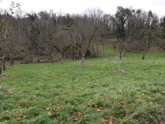 Unbebaute Wiese- und Waldfläche in Gottmadingen!