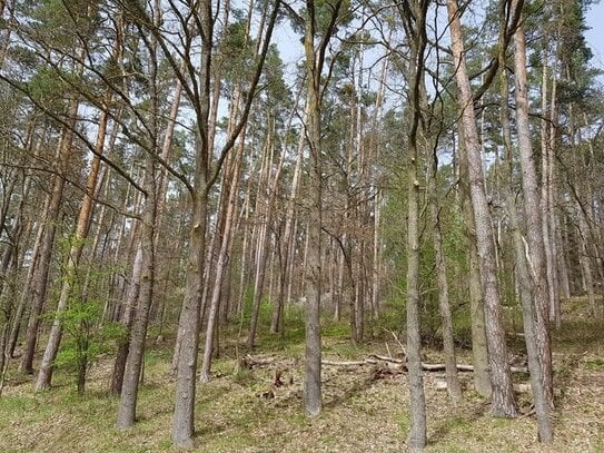 Wald zwischen Veitsaurach und Rudelsdorf zu verkaufen!