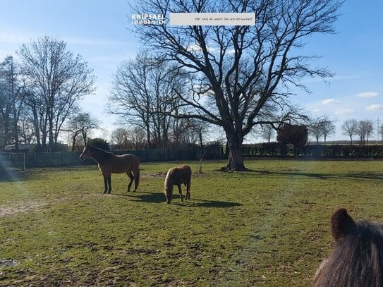 Vierkant Bauernhof mit Reithalle 280 m², 15 Pferde Boxen und ca. 8664m² Grundstück