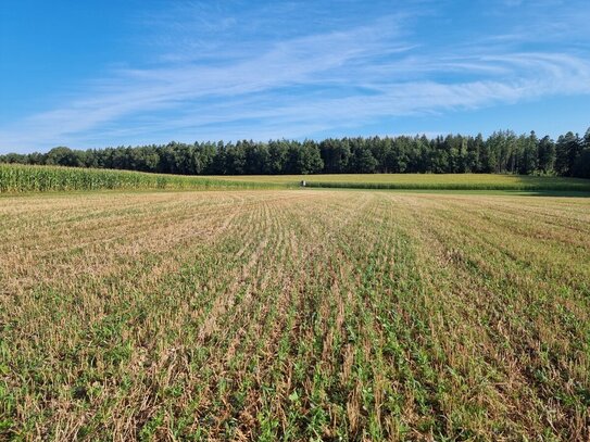 landwirtschaftliche Acker und Wiesenflächen in Dietersburg - Teilung möglich!