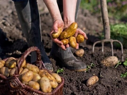 * universal * Sehr schön gelegenes Freizeit- Gartengrundstück 79576 Weil am Rhein, Tüllinger Berg