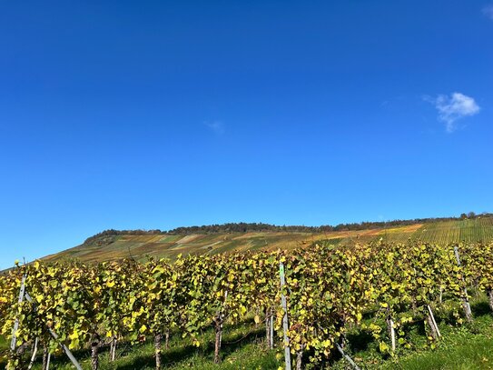 "Bauplatzjuwel mit traumhafter Aussicht: Exklusives Wohnen am Fuße der Großheppacher Weinberge - Natur trifft Exklusivi…