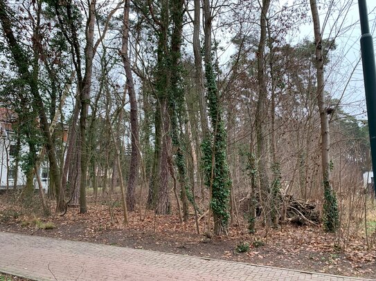 2 Baugrundstücke für MFH u.a. in Bestlage von Bad Saarow in Seenähe