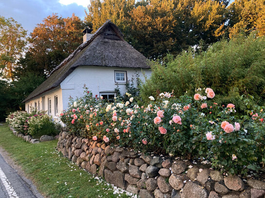 *Provisionsfrei* Traumhaftes Reetdachhaus & Gästehaus in Schlei- und Ostseenähe