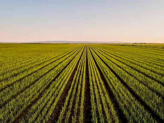 Agriculture