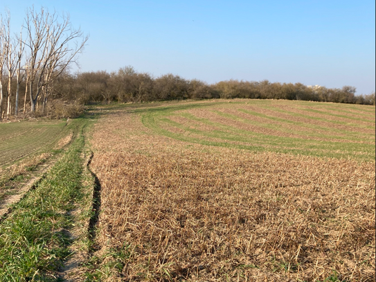 Ackergrundstück 5,3 ha mit 108 Bodenpunkten