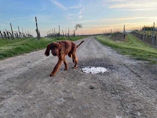 Gemeinsam mit Freunden bauen - 2 Grundstücke nebeneinander - ruhige Lage an den Weinbergen