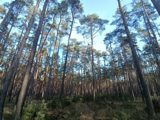 Waldfläche zu verkaufen