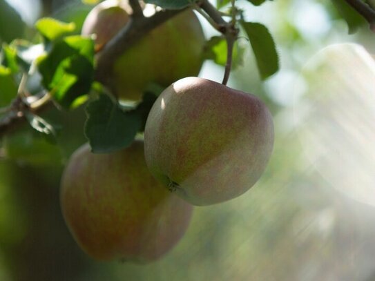 Charmante Doppelhaushälfte mit schönem Gemeinschaftsgarten im Alten Land